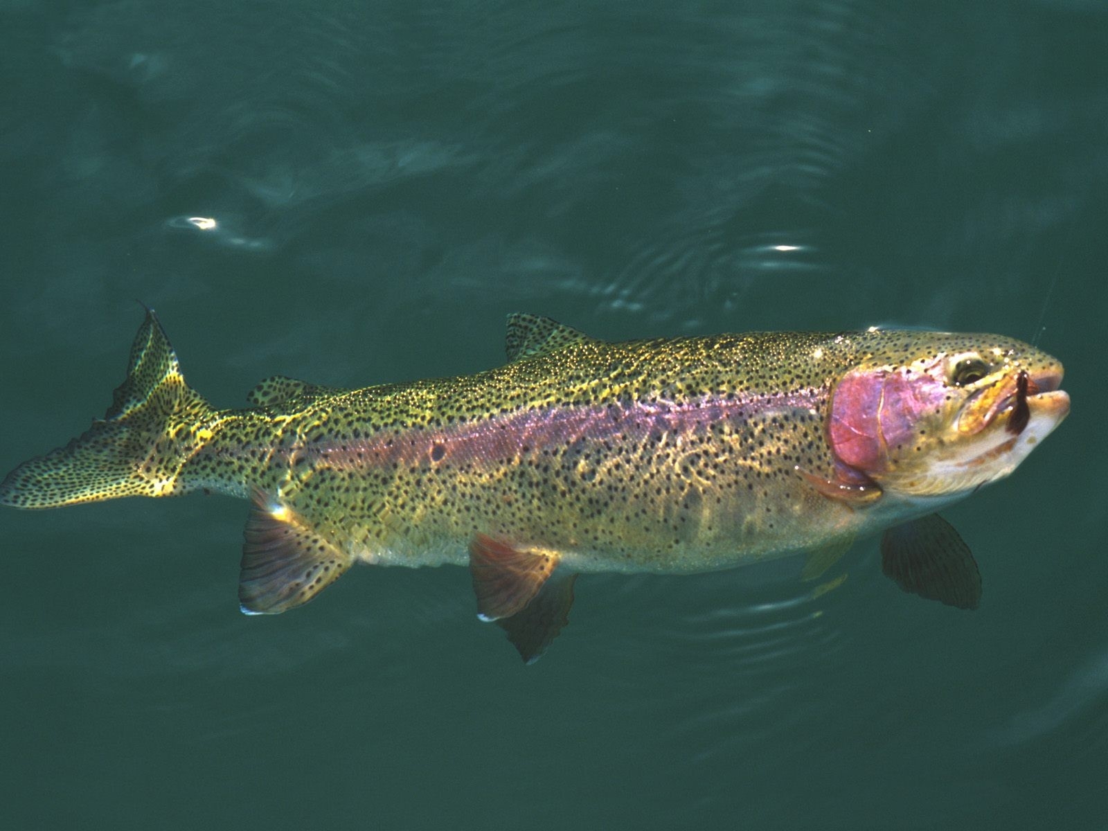 La Comunidad de Madrid regulará la suelta de trucha de arcoíris esterilizadas para la pesca, sin peligro para la fauna autóctona